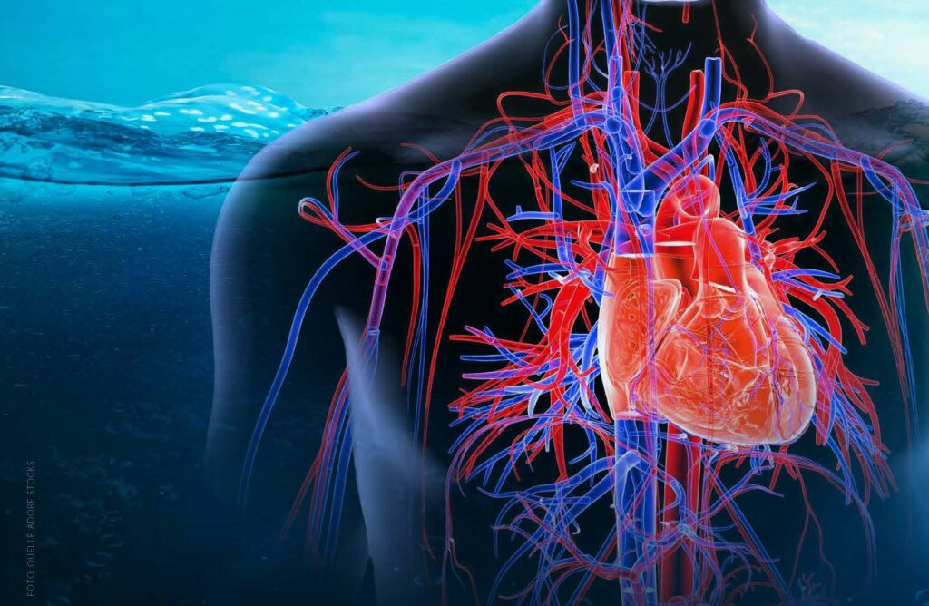 Herz-Kreislaufsysteme und Tauchen