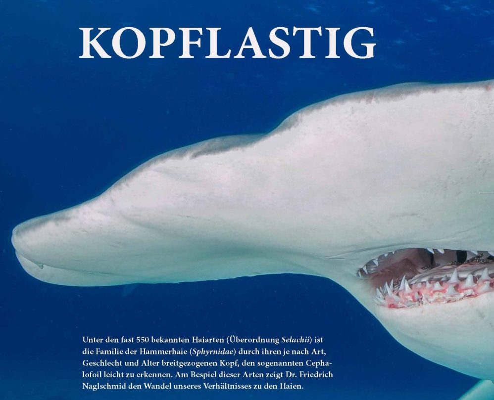 Kopflastig - Hammerhaie (Wissen)